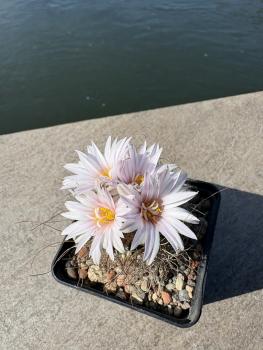 Turbinicarpus pseudomacrochele